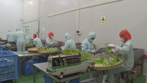 精准扶贫精准脱贫的大理实践 系列报道之三 就业开辟增收路